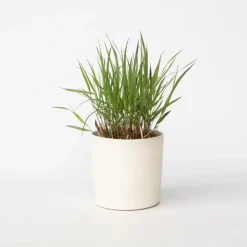 Plant in a Box Vingergras - Panicum Virgatum 'Squaw' - Hoogte 40-60cm - ⌀23cm Clearance