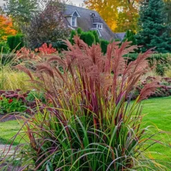 Plant in a Box Vingergras - Panicum Virgatum 'Squaw' - Hoogte 40-60cm - ⌀23cm Clearance