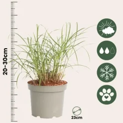 Plant in a Box Vingergras - Panicum Virgatum 'Squaw' - Hoogte 40-60cm - ⌀23cm Clearance