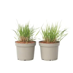 Plant in a Box Vingergras - Set van 2 - Panicum virgatum 'Heavy Metal' - Hoogte 40-60cm - ⌀23cm