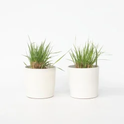 Plant in a Box Vingergras - Set van 2 - Panicum virgatum 'Heavy Metal' - Hoogte 40-60cm - ⌀23cm