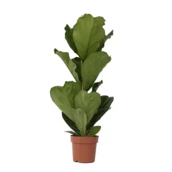 Plant in a Box Vioolbladplant - Ficus Lyrata - Hoogte 70-90cm - ⌀21cm Online