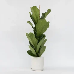 Plant in a Box Vioolbladplant - Ficus Lyrata - Hoogte 70-90cm - ⌀21cm Online