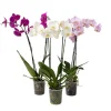 Plant in a Box Vlinderorchidee - Mix van 3 - Phalaenopsis - Hoogte 50-60cm - ⌀12cm