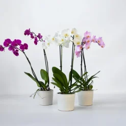 Plant in a Box Vlinderorchidee - Mix van 3 - Phalaenopsis - Hoogte 50-60cm - ⌀12cm