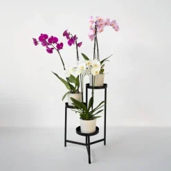 Plant in a Box Vlinderorchidee - Mix van 3 - Phalaenopsis - Hoogte 50-60cm - ⌀12cm