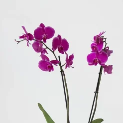 Plant in a Box Vlinderorchidee - Mix van 3 - Phalaenopsis - Hoogte 50-60cm - ⌀12cm