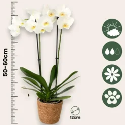 Plant in a Box Vlinderorchidee - Mix van 3 - Phalaenopsis - Hoogte 50-60cm - ⌀12cm