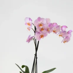 Plant in a Box Vlinderorchidee - Mix van 3 - Phalaenopsis - Hoogte 50-60cm - ⌀12cm