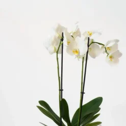 Plant in a Box Vlinderorchidee - Mix van 3 - Phalaenopsis - Hoogte 50-60cm - ⌀12cm