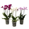 Plant in a Box Vlinderorchidee - Mix van 3 - Phalaenopsis Multiflora - Hoogte 35-45cm - ⌀12cm Sale