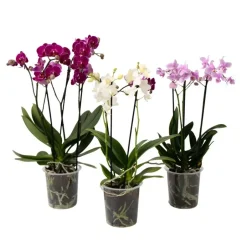 Plant in a Box Vlinderorchidee - Mix van 3 - Phalaenopsis Multiflora - Hoogte 35-45cm - ⌀12cm Sale