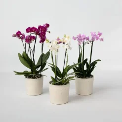 Plant in a Box Vlinderorchidee - Mix van 3 - Phalaenopsis Multiflora - Hoogte 35-45cm - ⌀12cm Sale