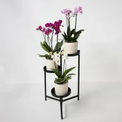 Plant in a Box Vlinderorchidee - Mix van 3 - Phalaenopsis Multiflora - Hoogte 35-45cm - ⌀12cm Sale