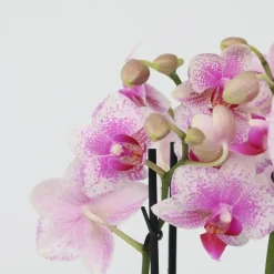 Plant in a Box Vlinderorchidee - Mix van 3 - Phalaenopsis Multiflora - Hoogte 35-45cm - ⌀12cm Sale