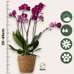 Plant in a Box Vlinderorchidee - Mix van 3 - Phalaenopsis Multiflora - Hoogte 35-45cm - ⌀12cm Sale