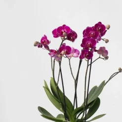 Plant in a Box Vlinderorchidee - Mix van 3 - Phalaenopsis Multiflora - Hoogte 35-45cm - ⌀12cm Sale