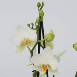 Plant in a Box Vlinderorchidee - Mix van 3 - Phalaenopsis Multiflora - Hoogte 35-45cm - ⌀12cm Sale