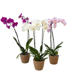 Plant in a Box Vlinderorchidee - Mix van 3 - Phalaenopsis in deco mand - Hoogte 50-60cm - ⌀12cm Best
