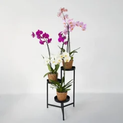 Plant in a Box Vlinderorchidee - Mix van 3 - Phalaenopsis in deco mand - Hoogte 50-60cm - ⌀12cm Best