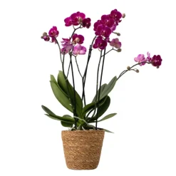 Plant in a Box Vlinderorchidee - Phalaenopsis Multiflora met mand - Hoogte 35-45cm - ⌀12cm Sale