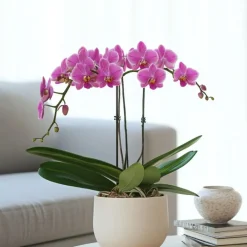 Plant in a Box Vlinderorchidee - Phalaenopsis Multiflora met mand - Hoogte 35-45cm - ⌀12cm Sale
