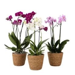 Plant in a Box Vlinderorchidee - x3 - Phalaenopsis Multiflora in mand - Hoogte 35-45cm - ⌀12cm Online