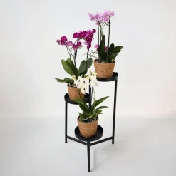 Plant in a Box Vlinderorchidee - x3 - Phalaenopsis Multiflora in mand - Hoogte 35-45cm - ⌀12cm Online
