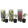 Plant in a Box Vlinderstruik - Set van 3 - Buddleja davidii - Hoogte 25-40cm - ⌀9cm Sale