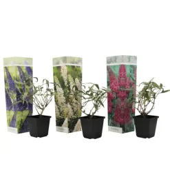 Plant in a Box Vlinderstruik - Set van 3 - Buddleja davidii - Hoogte 25-40cm - ⌀9cm Sale