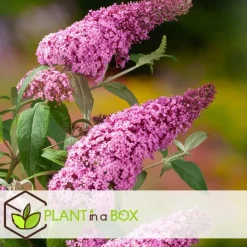 Plant in a Box Vlinderstruik - Set van 3 - Buddleja davidii - Hoogte 25-40cm - ⌀9cm Sale