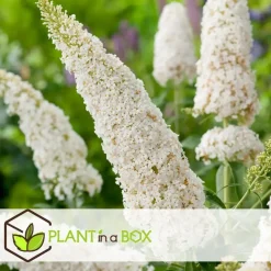 Plant in a Box Vlinderstruik - Set van 3 - Buddleja davidii - Hoogte 25-40cm - ⌀9cm Sale