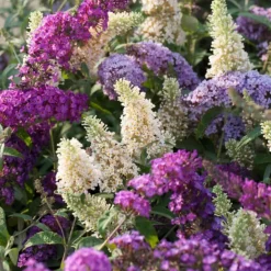 Plant in a Box Vlinderstruik - Set van 3 - Buddleja davidii - Hoogte 25-40cm - ⌀9cm Sale