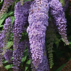 Plant in a Box Vlinderstruik - Set van 3 - Buddleja davidii - Hoogte 25-40cm - ⌀9cm Sale