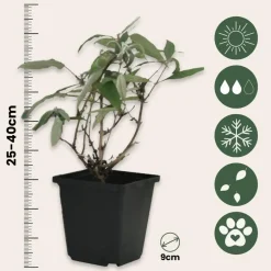 Plant in a Box Vlinderstruik - Set van 3 - Buddleja davidii - Hoogte 25-40cm - ⌀9cm Sale