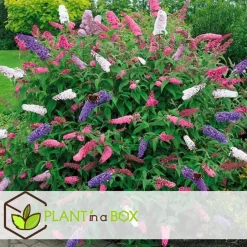 Plant in a Box Vlinderstruik - Set van 3 - Buddleja davidii - Hoogte 25-40cm - ⌀9cm Sale