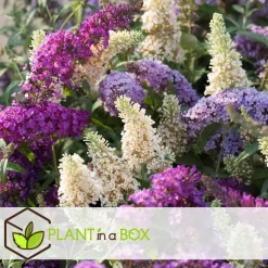 Plant in a Box Vlinderstruik - Set van 3 - Buddleja davidii - Hoogte 25-40cm - ⌀9cm Sale