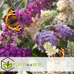 Plant in a Box Vlinderstruik - Set van 3 - Buddleja davidii - Hoogte 25-40cm - ⌀9cm Sale