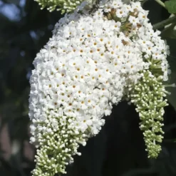 Plant in a Box Vlinderstruik - Set van 3 - Buddleja davidii - Hoogte 25-40cm - ⌀9cm Sale