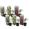 Plant in a Box Vlinderstruik - Set van 6 - Buddleja davidii - Hoogte 25-40cm - ⌀9cm Online
