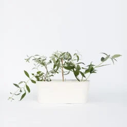 Plant in a Box Vlinderstruik - Set van 6 - Buddleja davidii - Hoogte 25-40cm - ⌀9cm Online