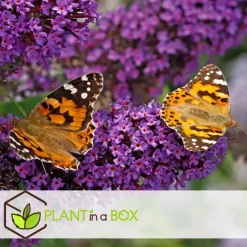 Plant in a Box Vlinderstruik - Set van 6 - Buddleja davidii - Hoogte 25-40cm - ⌀9cm Online