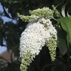 Plant in a Box Vlinderstruik - Set van 6 - Buddleja davidii - Hoogte 25-40cm - ⌀9cm Online
