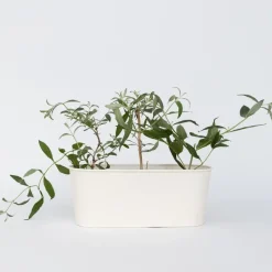 Plant in a Box Vlinderstruik - Set van 3 - Buddleja 'Nanho Blue' - Hoogte 25-40cm - ⌀9cm Outlet