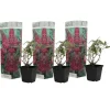 Plant in a Box Vlinderstruik - Set van 3 - Buddleja 'Pink Delight' - Hoogte 25-40cm - ⌀9cm