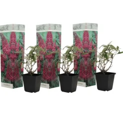 Plant in a Box Vlinderstruik - Set van 3 - Buddleja 'Pink Delight' - Hoogte 25-40cm - ⌀9cm