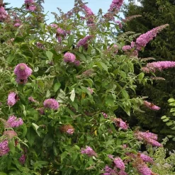 Plant in a Box Vlinderstruik - Set van 3 - Buddleja 'Pink Delight' - Hoogte 25-40cm - ⌀9cm
