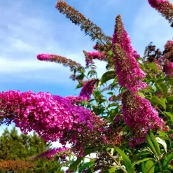 Plant in a Box Vlinderstruik - Set van 3 - Buddleja 'Pink Delight' - Hoogte 25-40cm - ⌀9cm
