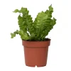 Plant in a Box Vogelnestvaren - Asplenium nidus 'Crispy Wave' - Hoogte 25-40cm - ⌀12cm Clearance