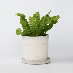 Plant in a Box Vogelnestvaren - Asplenium nidus 'Crispy Wave' - Hoogte 25-40cm - ⌀12cm Clearance